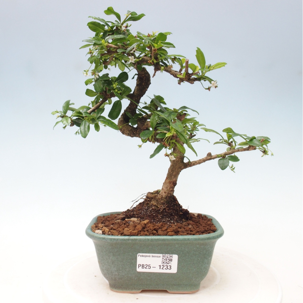 Zimmerbonsai - Carmona Macrophylla - Fuki-Tee