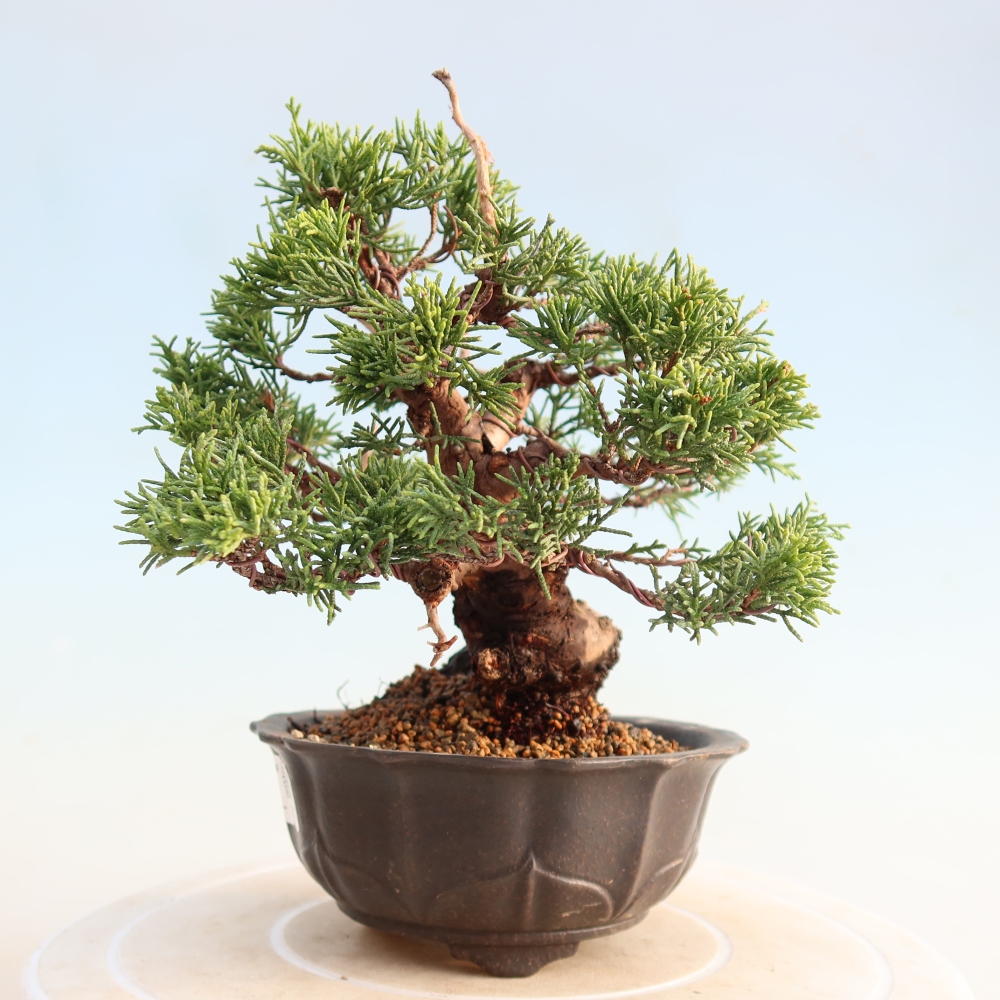 Outdoor bonsai - Juniperus chinensis Itoigawa - Chinese juniper