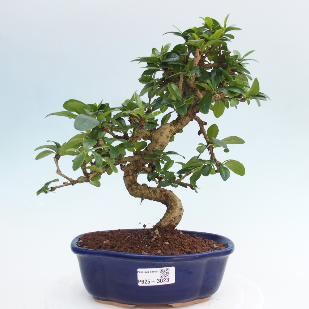 Zimmer Bonsai - Carmona macrophylla - Tea Fuki
