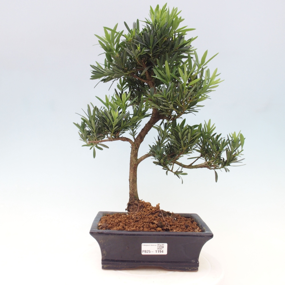 Zimmerbonsai - Podocarpus - Steintausend