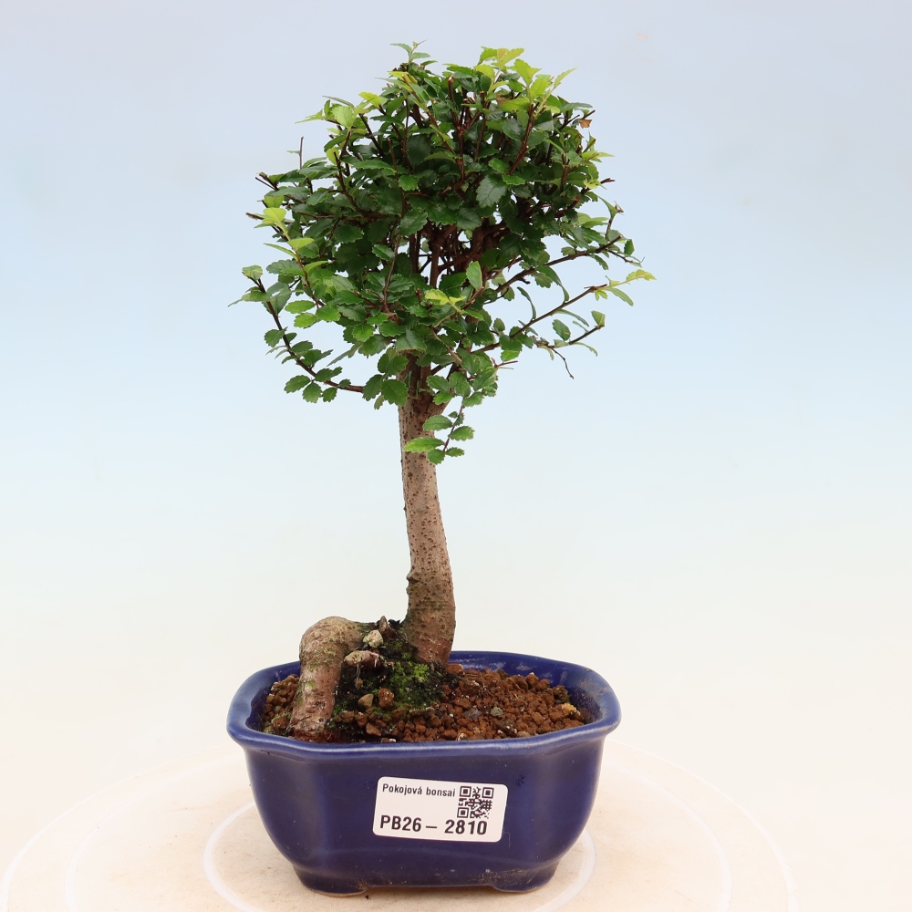 Zimmerbonsai - Ulmus parvifolia - Kleinblättrige Ulme