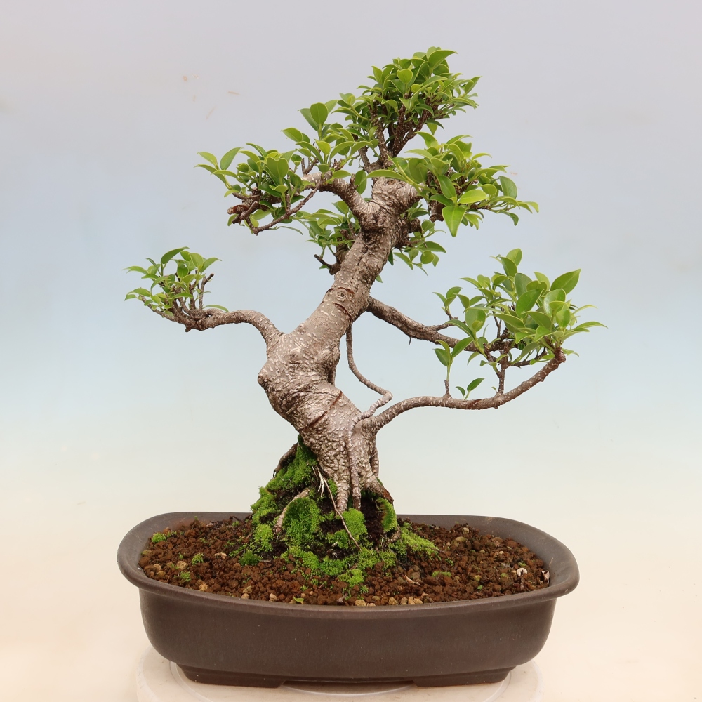 Zimmerbonsai - Ficus kimmen - Kleinblättriger Ficus