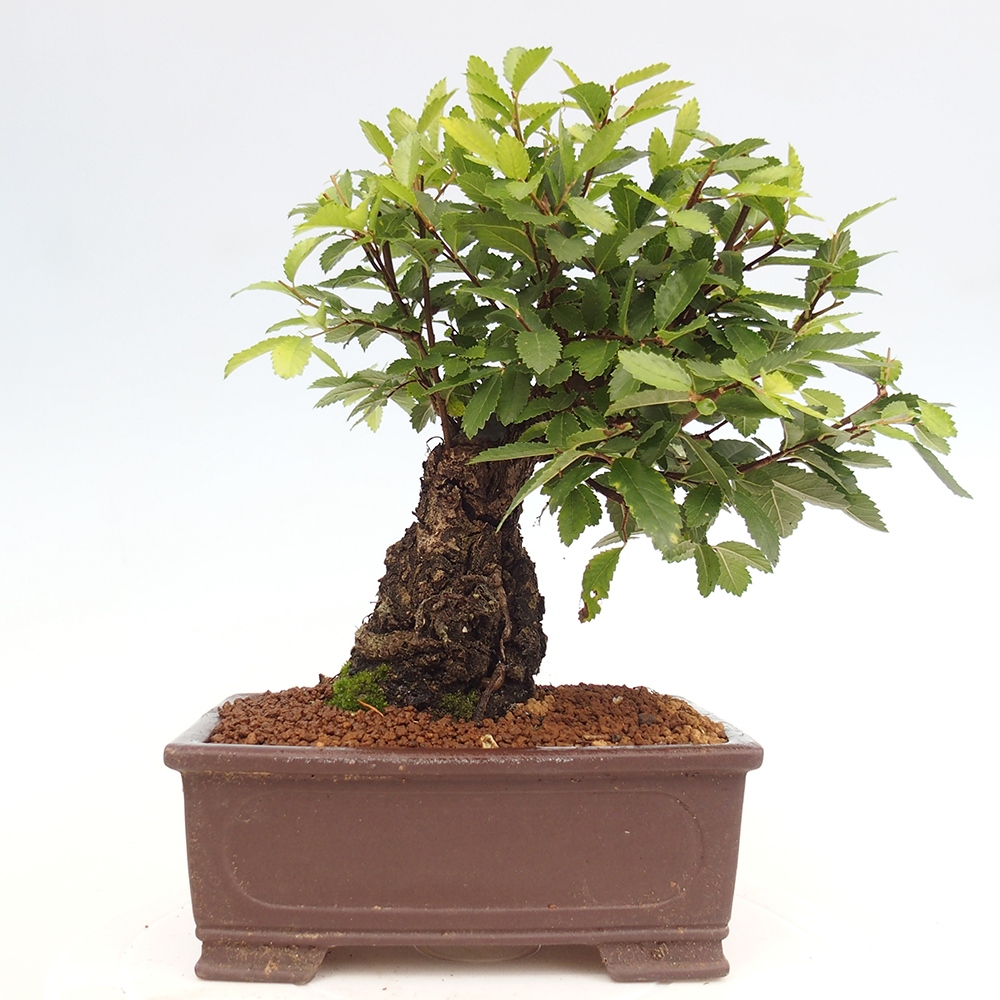 Bonsai im Freien - Zelkova - Zelkova serrata