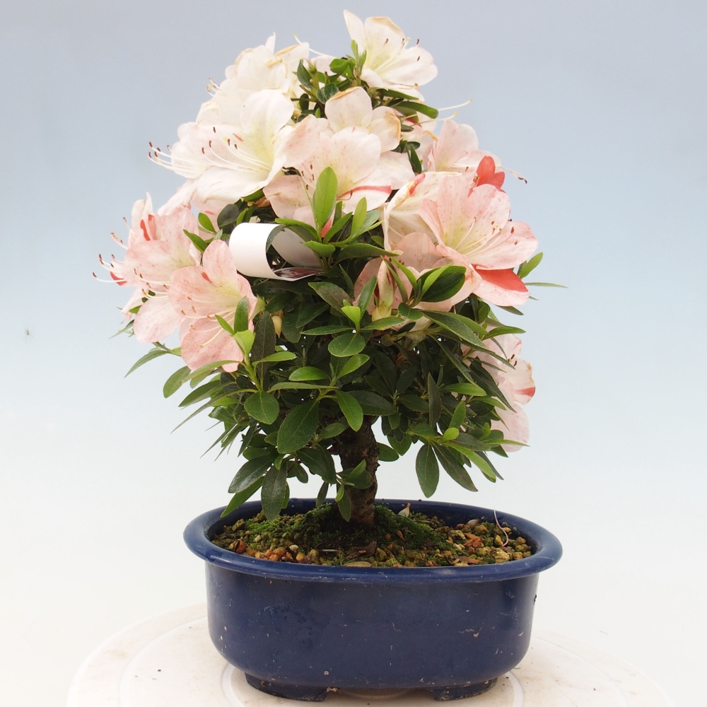 Bonsai im Freien - Japanische Azalee - Azalea Asazakura