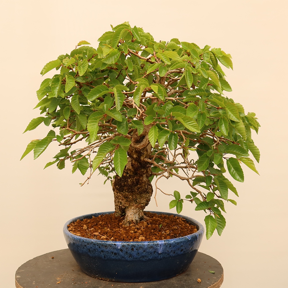 Bonsai im Freien - Carpinus Coreana - Koreanische Hainbuche