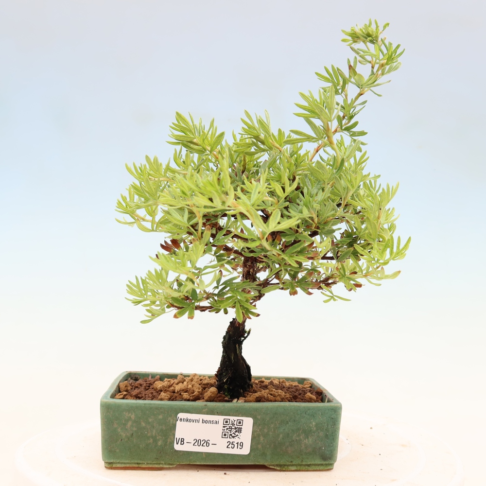 Bonsai für draußen - Potentila fruticosa