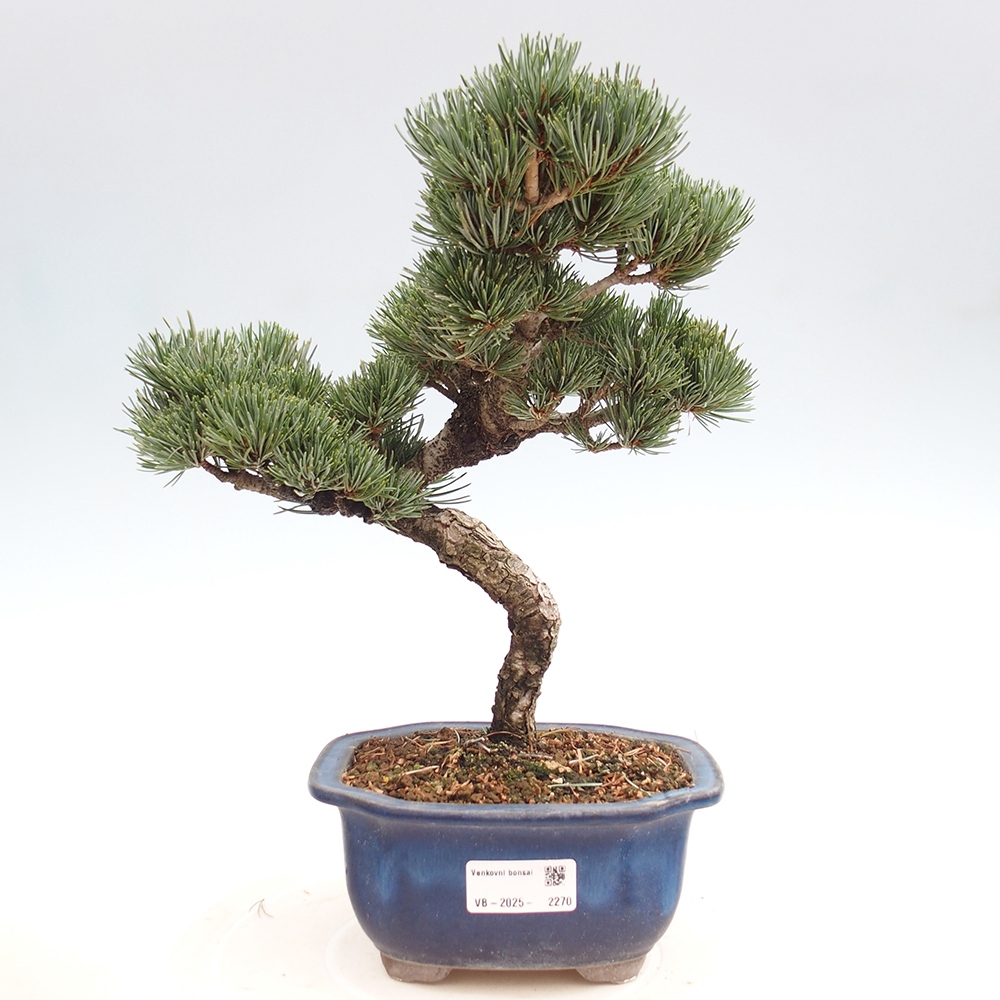 Bonsai im Freien - Pinus parviflora - kleine Kiefer