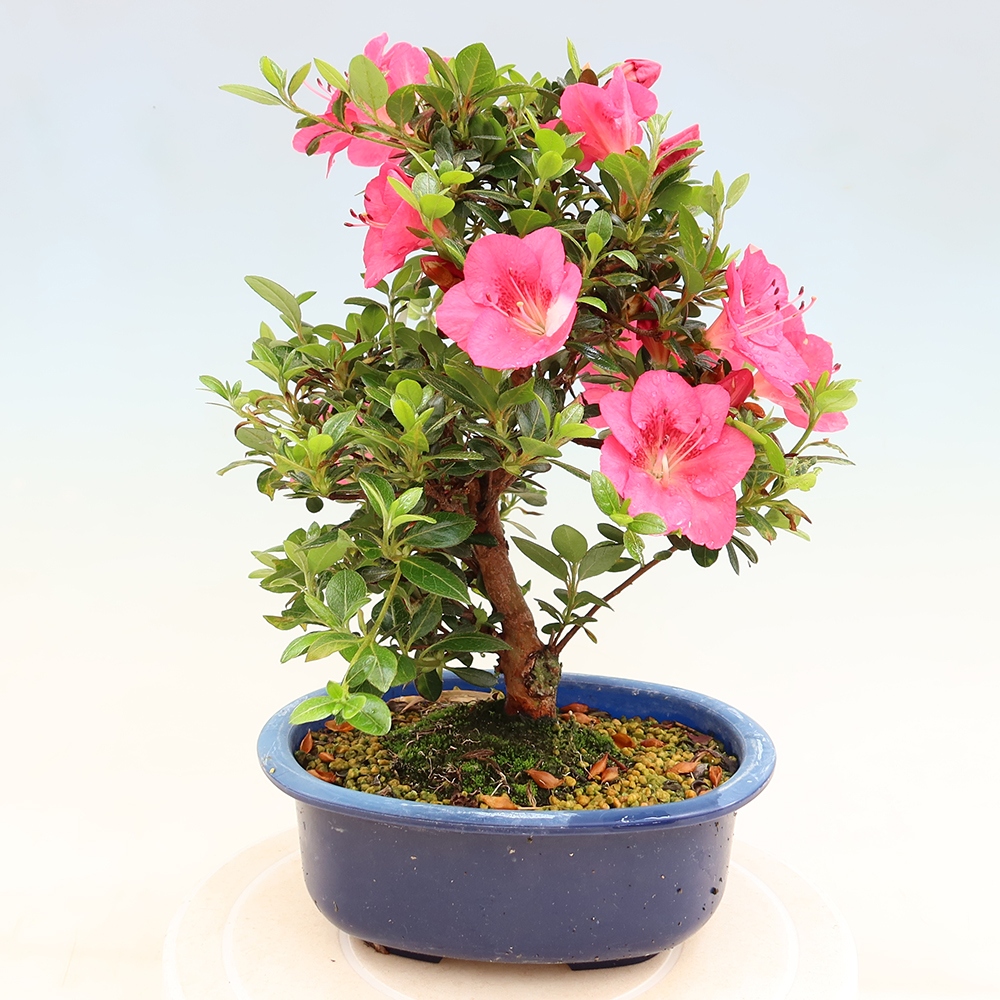 Bonsai für draußen - Japanische Azalee - Azalea Kobai