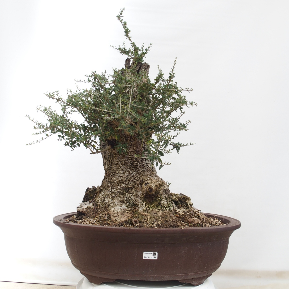Indoor-Bonsai - Olea europaea sylvestris - Europäisches kleinblättriges Olivenöl