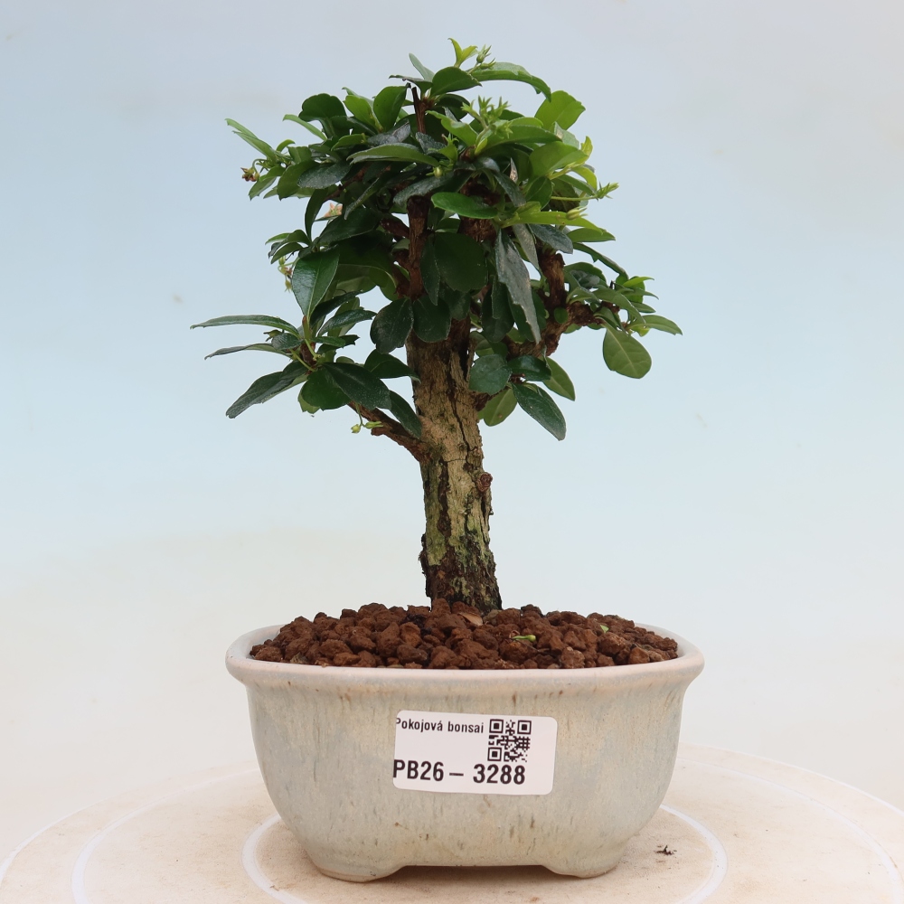 Zimmer-Bonsai - Carmona macrophylla - Tee-Fuki