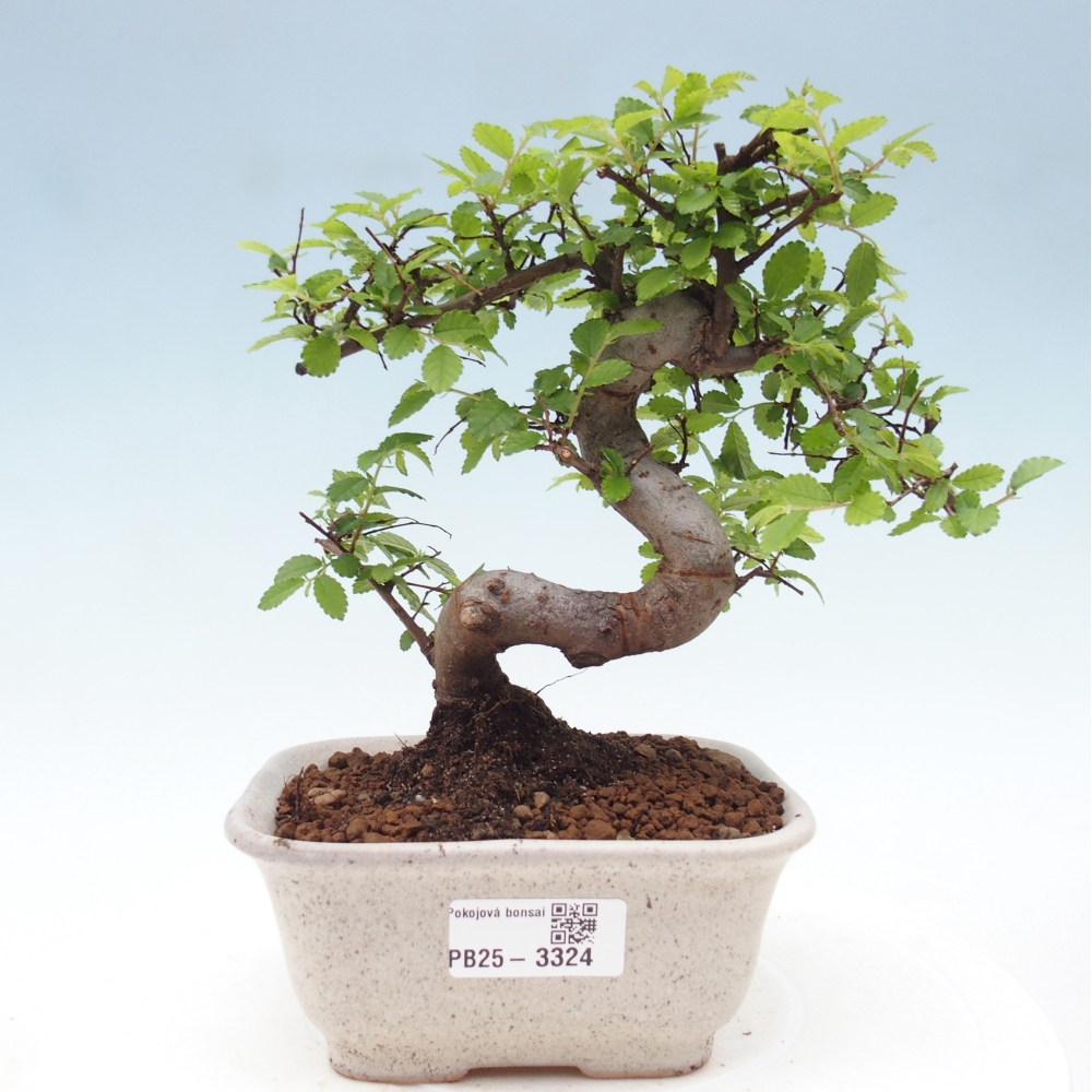 Zimmerbonsai - Ulmus parvifolia - Kleinblättrige Ulme