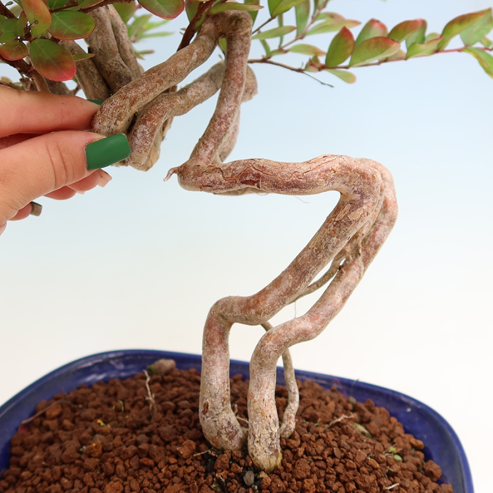Zimmerbonsai – Lagerstroemia indica – Indischer Flieder