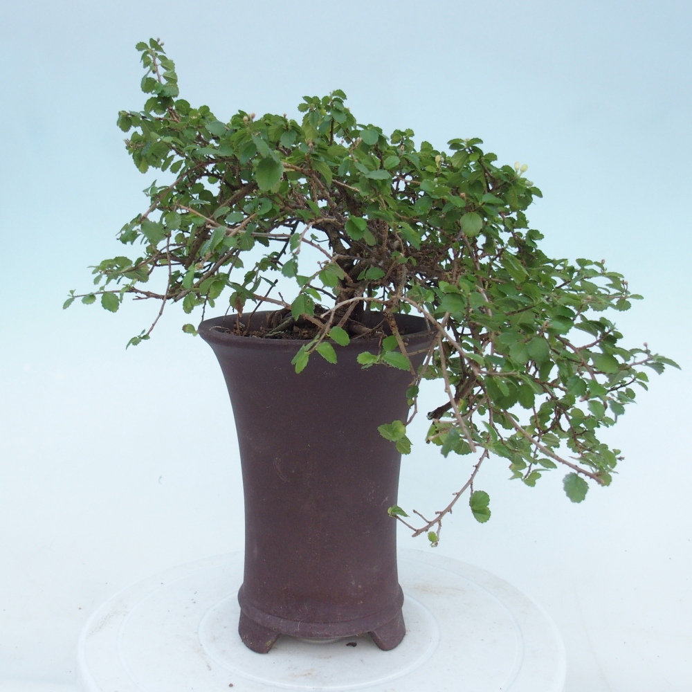 Zimmerbonsai - Grewia sp. - Grewia malafolia