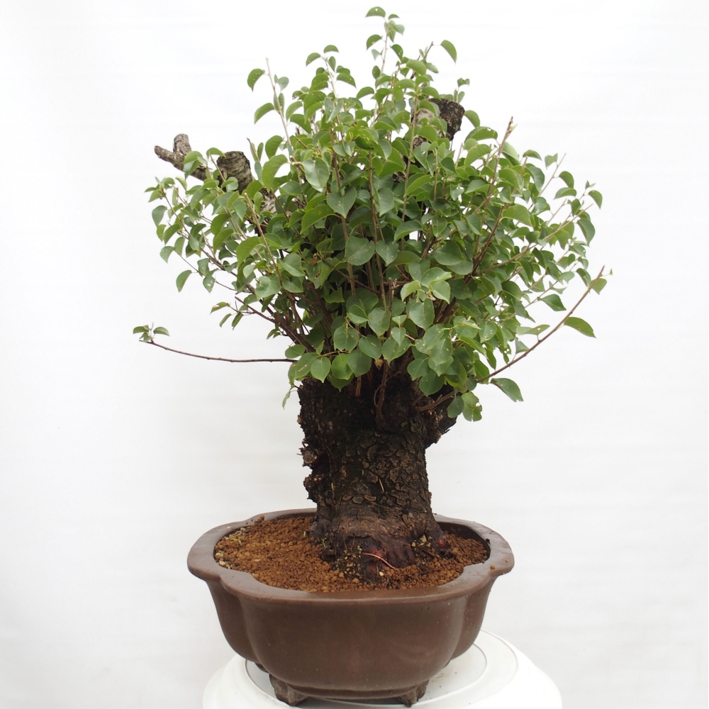 Bonsai im Freien - Mahalebka - Prunus mahaleb