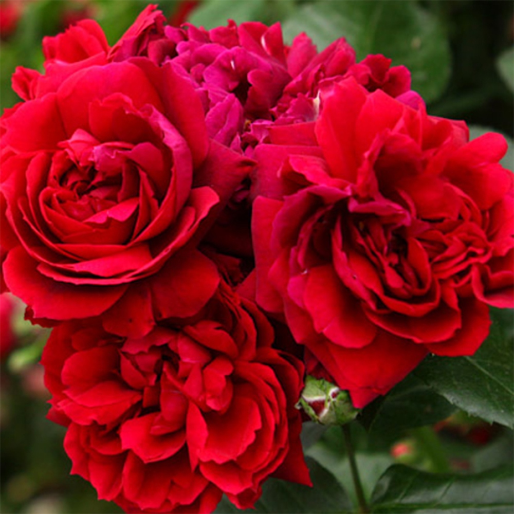 Freilandbonsai - Rosa Kordes -  Rose