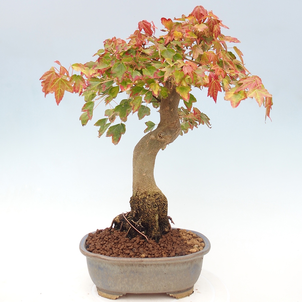 Bonsai im Freien - Ahorn Buergerianum - Burger Maple