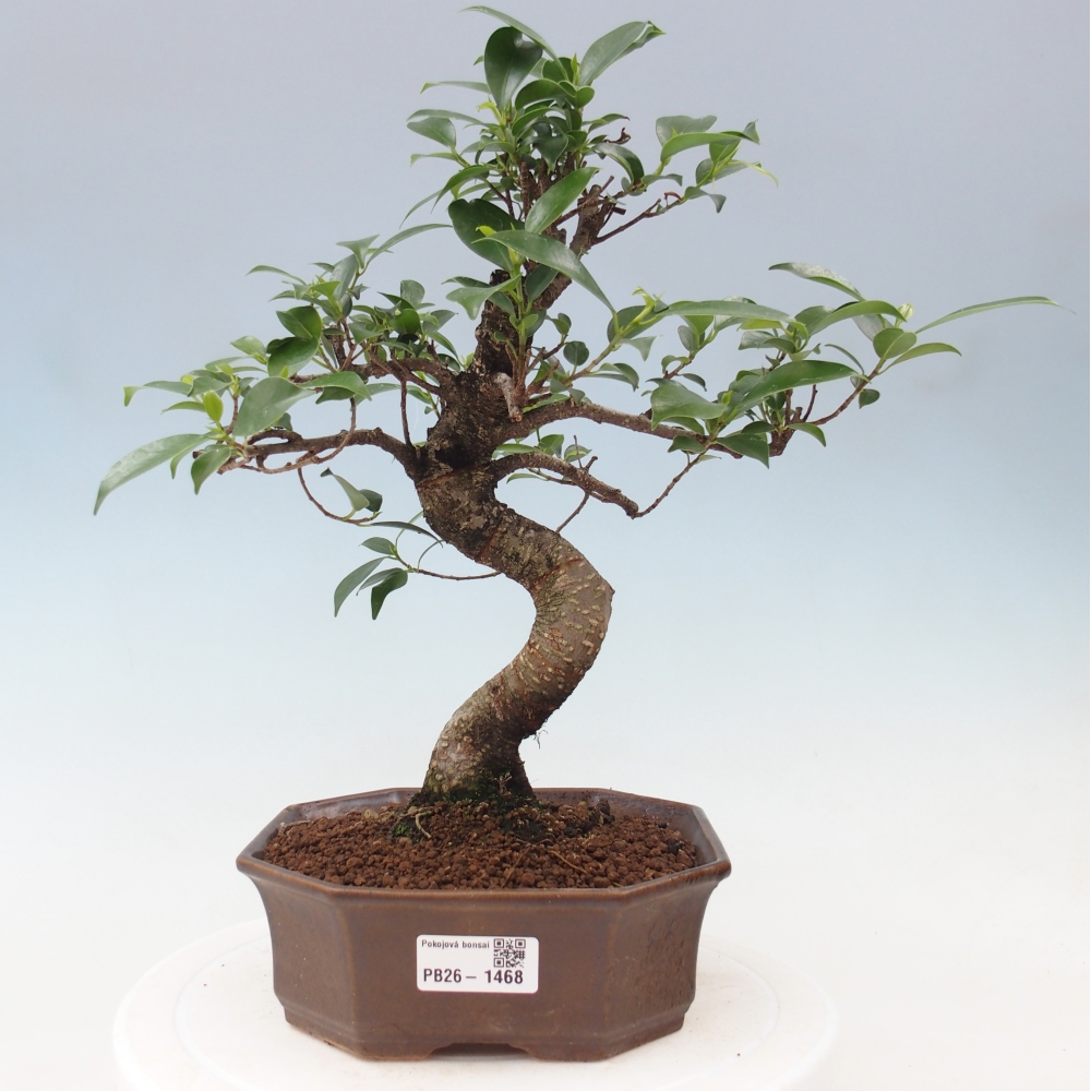 Zimmerbonsai - Ficus retusa - Kleinblättriger Ficus