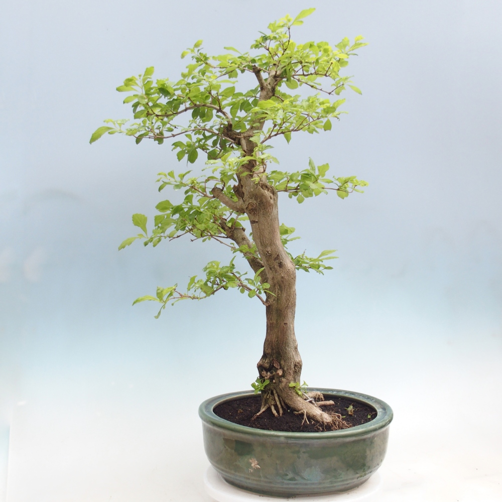 Zimmerbonsai - Duranta erecta Aurea - NUR PERSÖNLICHE ABHOLUNG oder Palettentransport