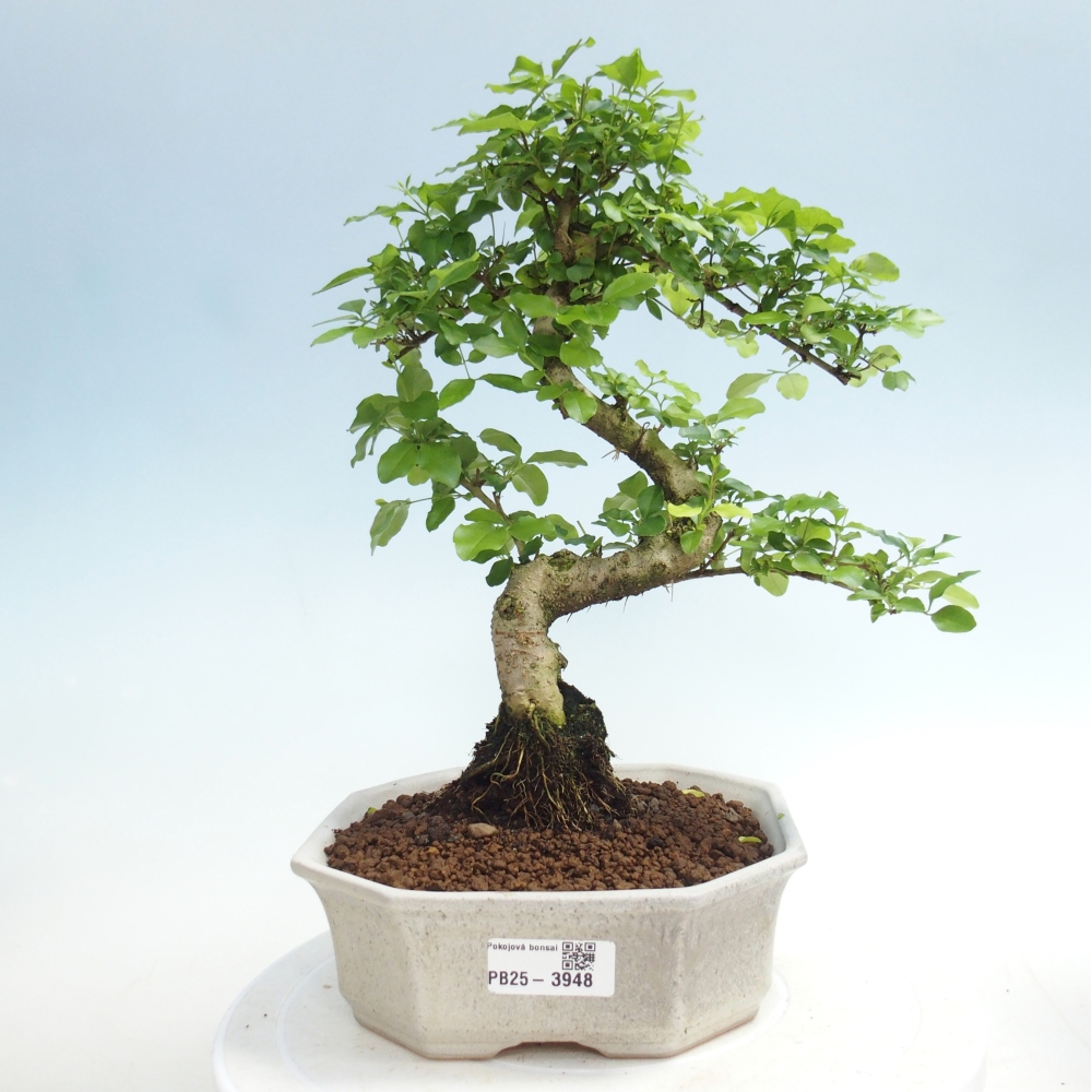 Zimmer Bonsai -Ligustrum chinensis - Vogelschnabel
