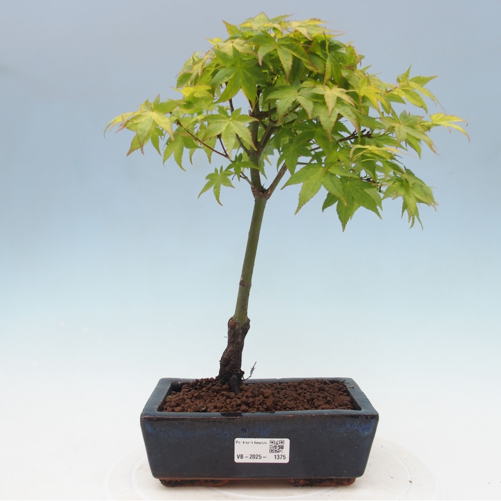 Acer palmatum Aureum - Goldener Palmahorn