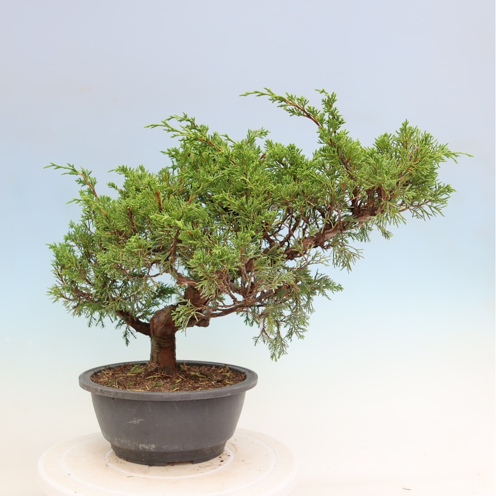 Bonsai für draußen - Juniperus chinensis Itoigawa-Juniperus chinensis