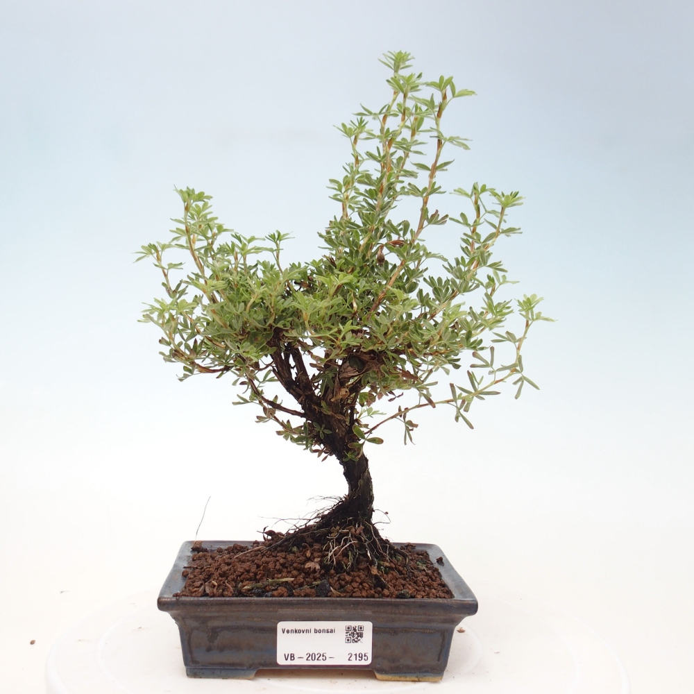 Outdoor-Bonsai-Fingerkraut - Potentila fruticosa gelber Vogel