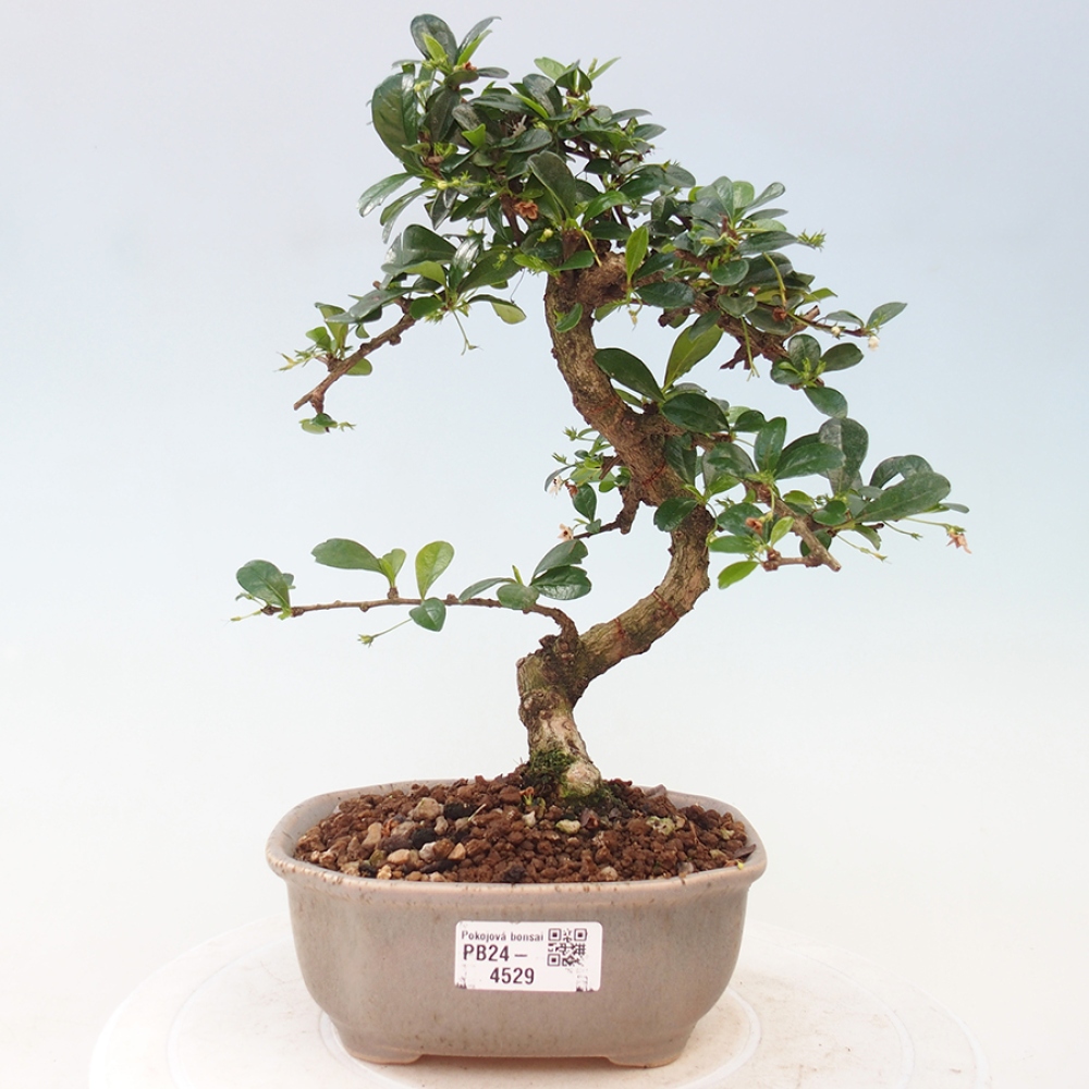 Indoor bonsai - Carmona macrophylla - Fuki tea