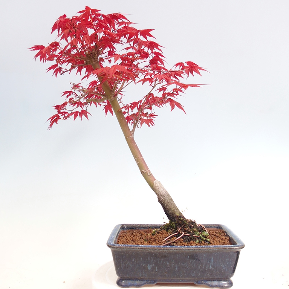 Outdoor bonsai - dlanitolistý klon - Acer palmatum DESHOJO