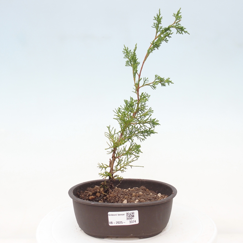Outdoor bonsai - Juniperus chinensis Itoigawa - Chinese juniper