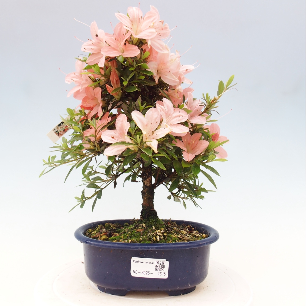 Bonsai im Freien - Japanische Azalee - Azalea Nikko