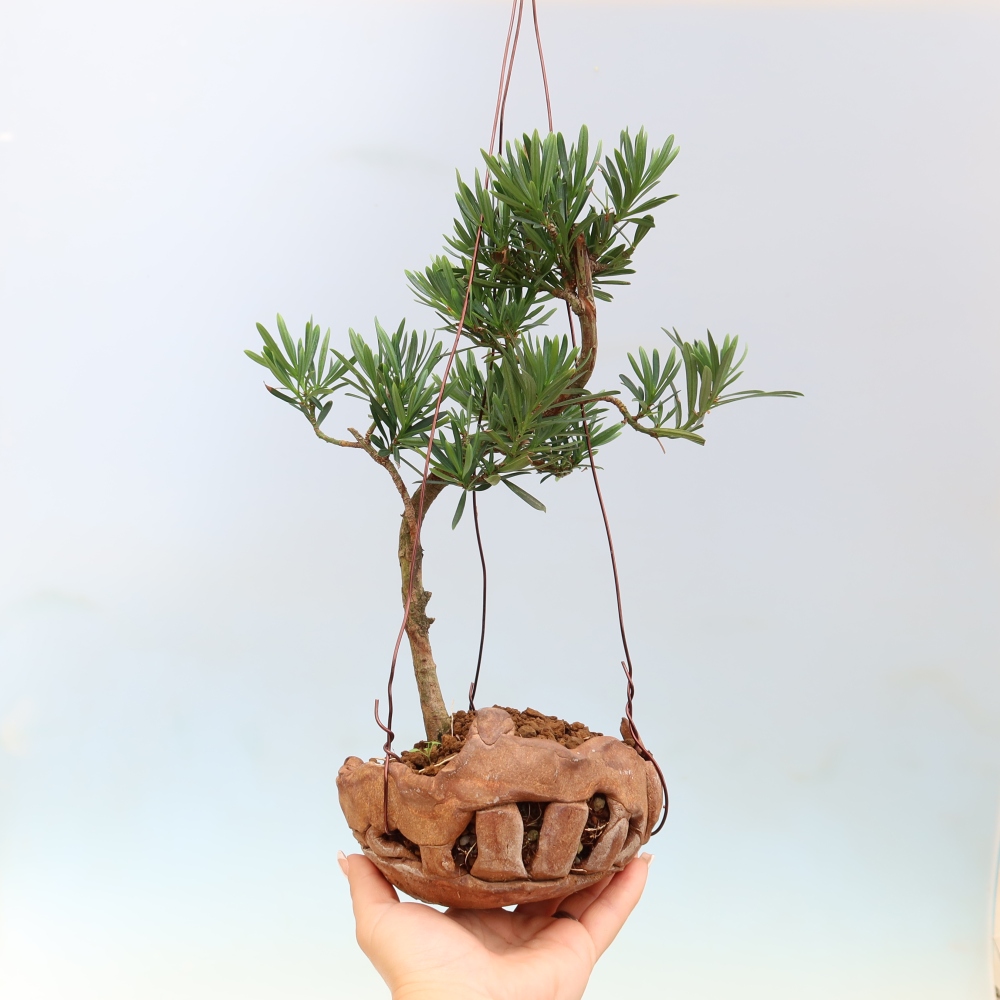 Kokedama in Keramik – Podocarpus – Steineibe