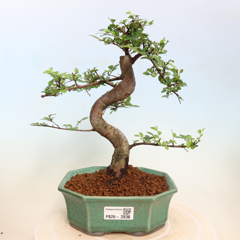 Zimmerbonsai - Ulmus parvifolia - Kleinblättrige Ulme