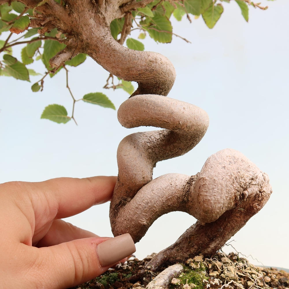 Bonsai für draußen -Carpinus CARPINOIDES - Koreanische Hainbuche