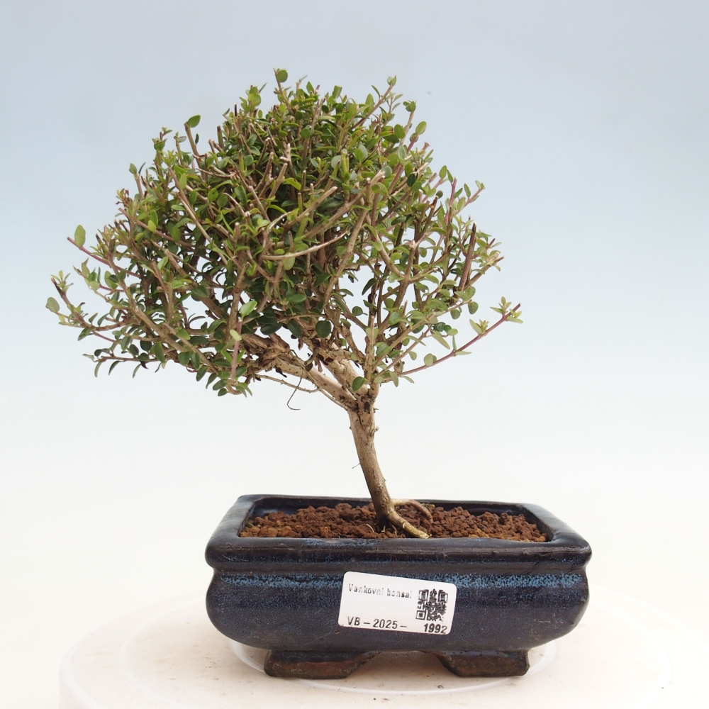 Bonsai im Freien - Lonicera nitida Twiggy - Geißblatt