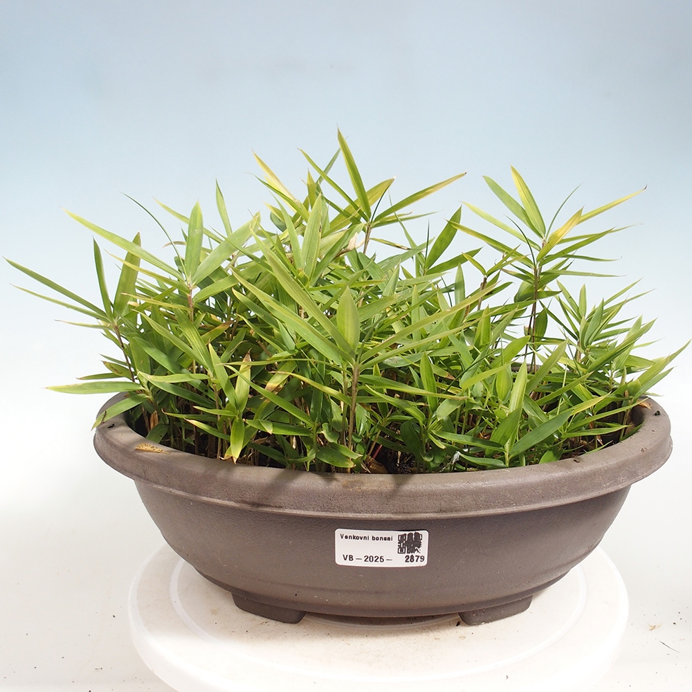 Bonsai für draußen - Pleioblastus argenteostriatus f.pumilus - Zwergbambus