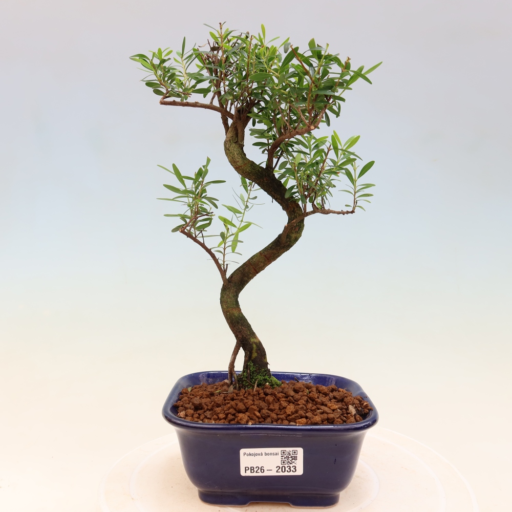 Zimmer Bonsai - Syzygium - Piment