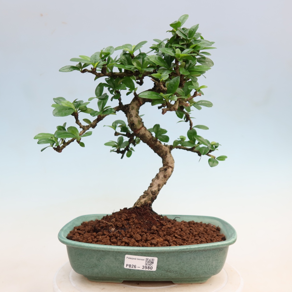 Zimmer-Bonsai - Carmona macrophylla - Tee-Fuki