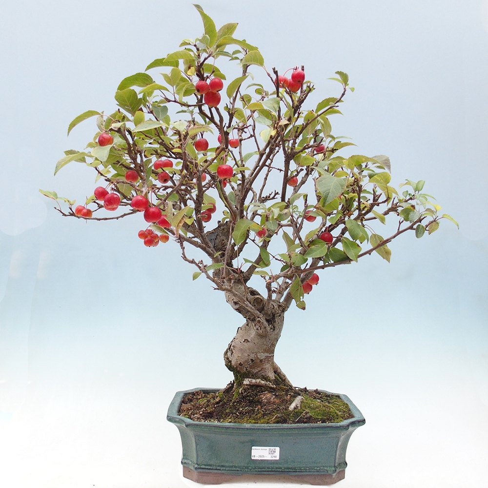 Bonsai im Freien - Malus halliana - Kleinfruchtiger Apfelbaum