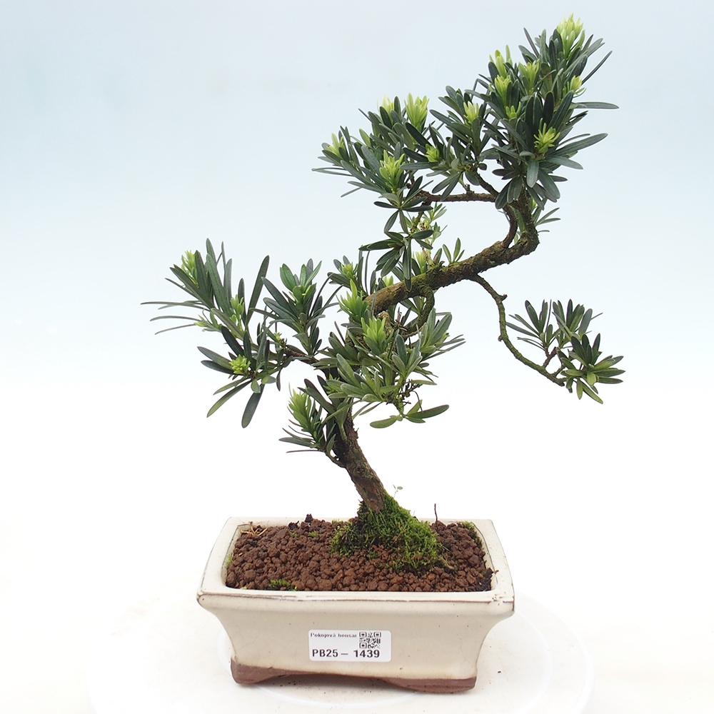 Indoor-Bonsai - Podocarpus - Stein tausend