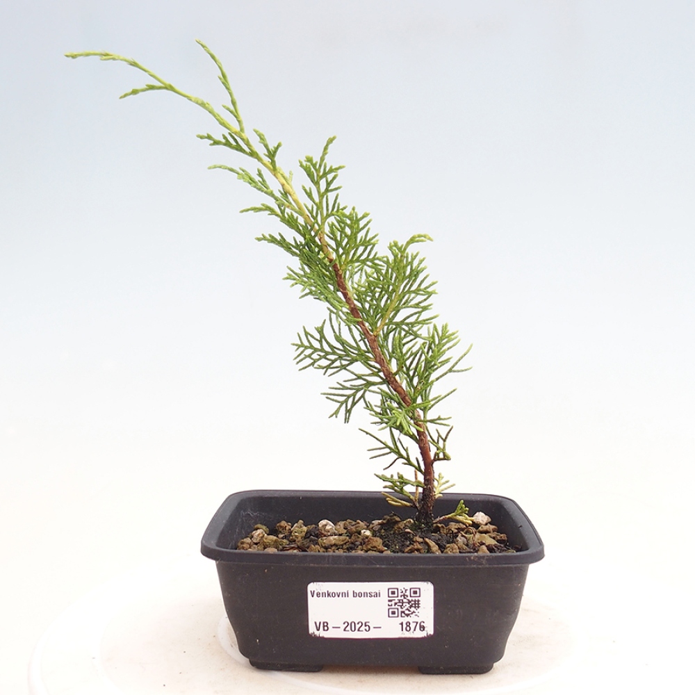 Outdoor bonsai - Juniperus chinensis Itoigawa - Chinese juniper