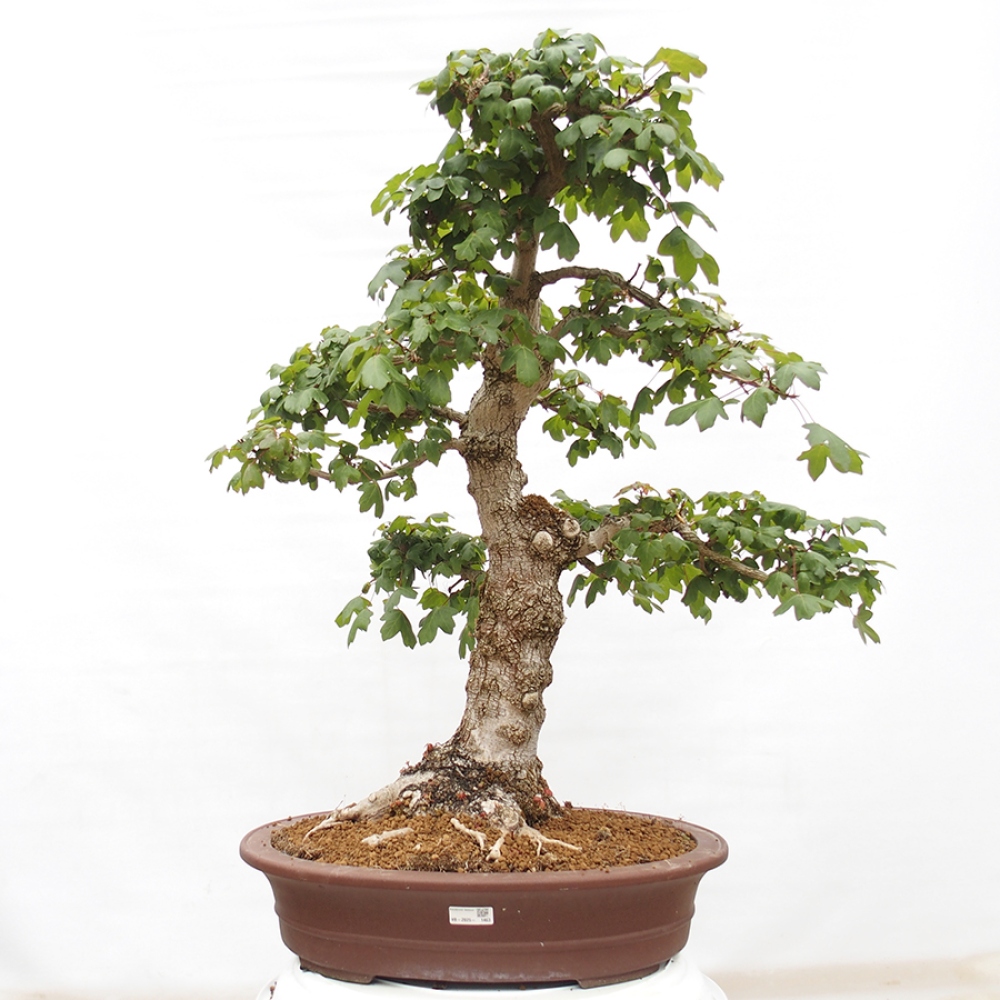Bonsai im Freien - Baby-Ahorn - Acer campestre
