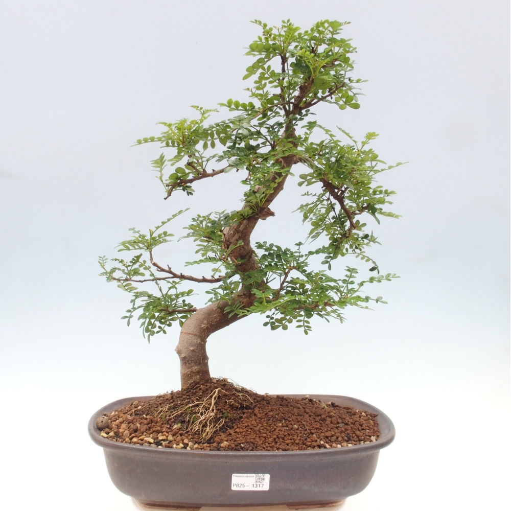 Zimmerbonsai - Zantoxylum piperitum - Pfefferminze