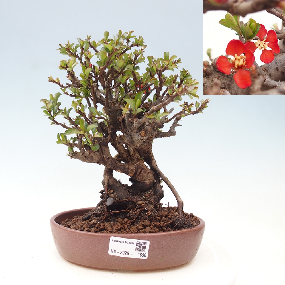 Bonsai für draußen - Chaneomeles speciosa - Quitte