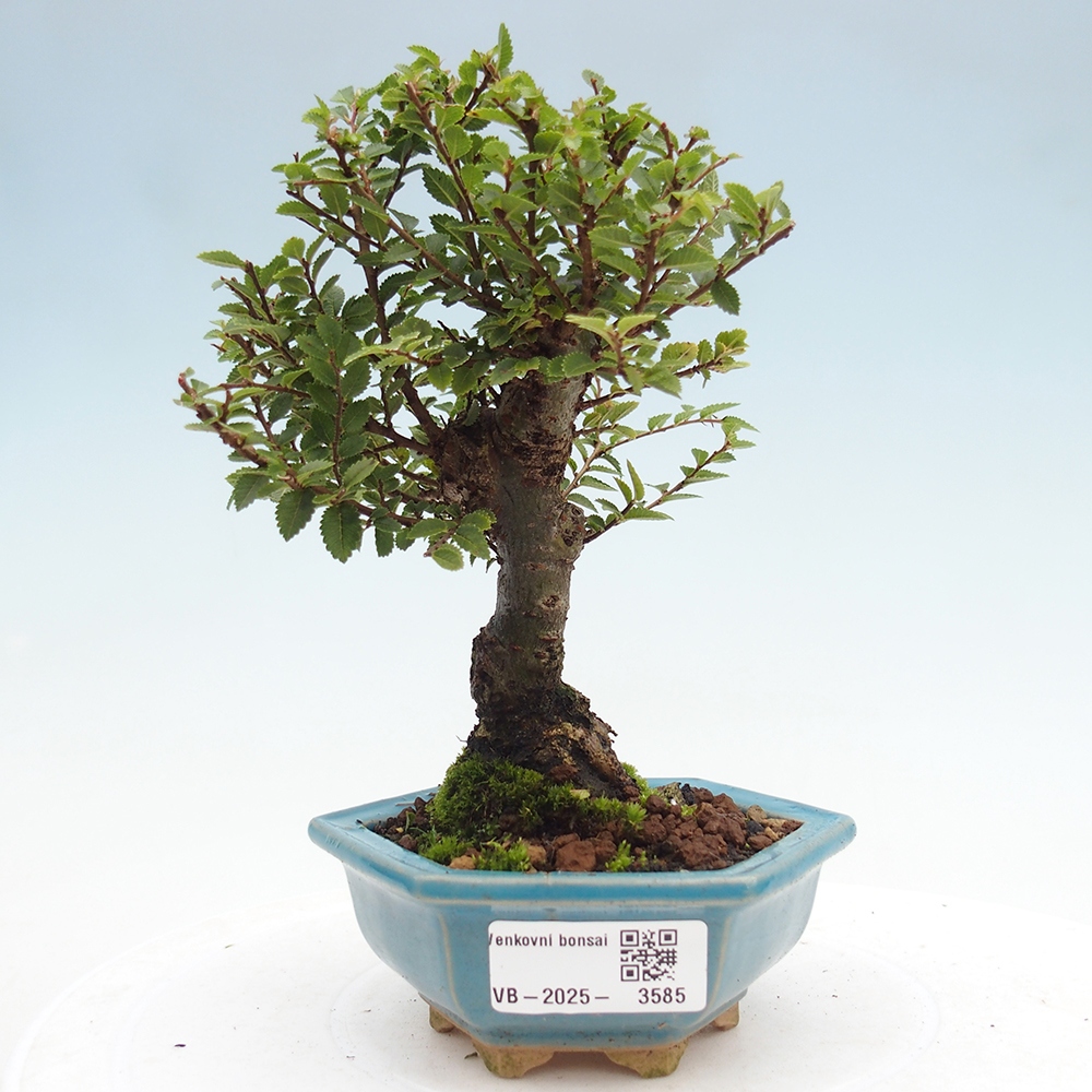 Bonsai im Freien - Ulmus parvifolia Hokkaido - Chinesische Ulme