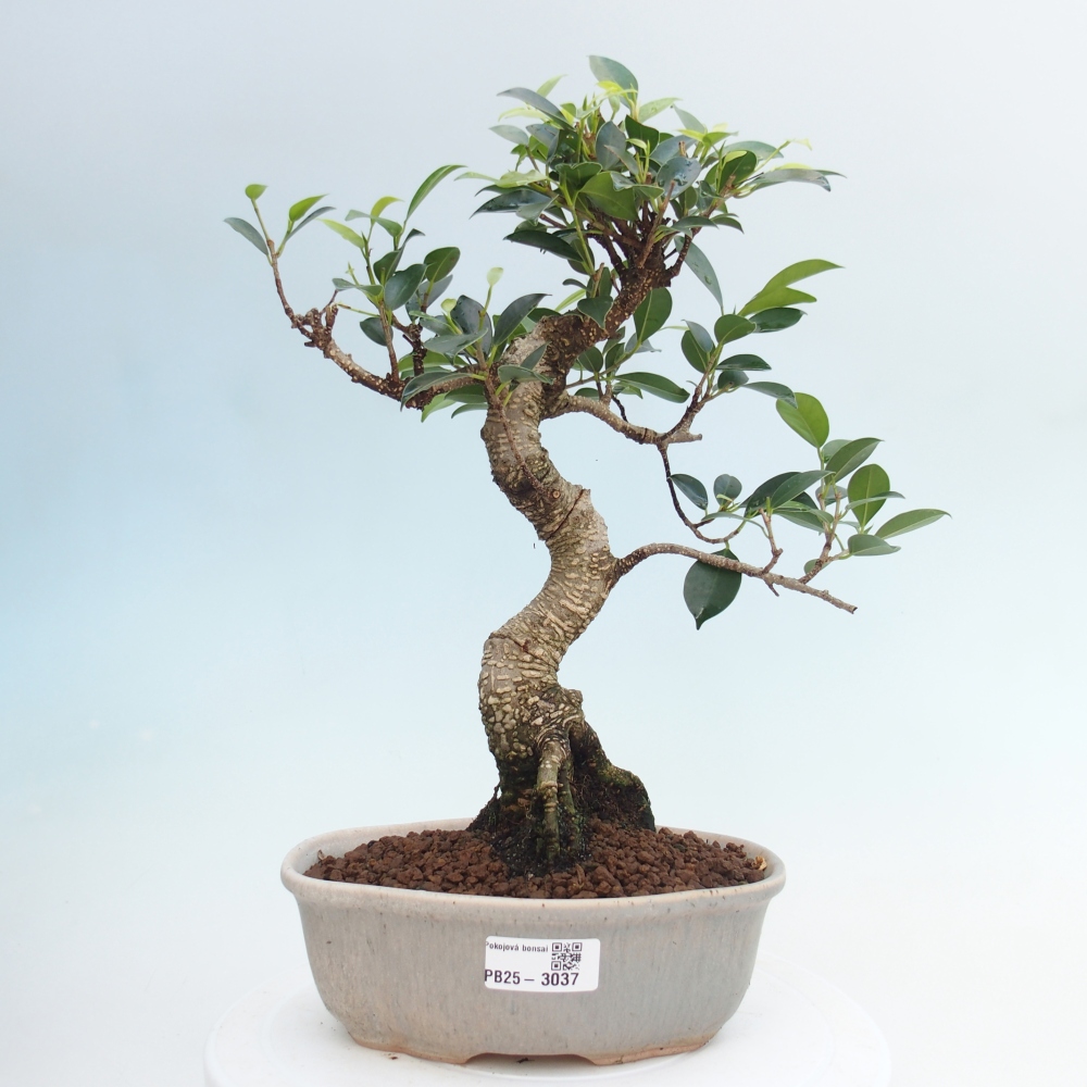 Indoor-Bonsai - Ficus retusa - kleiner Ficus