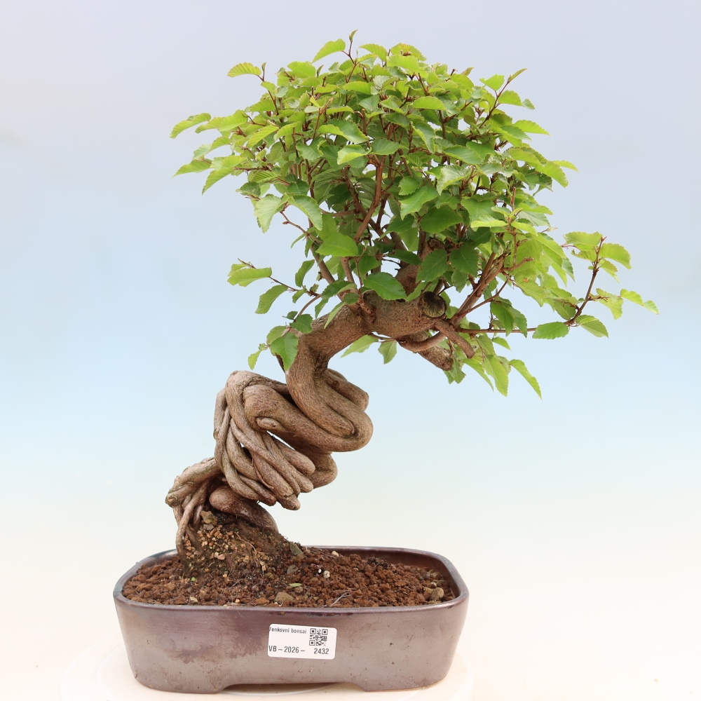 Bonsai für draußen - Karpinus Coreana - Koreanische Hainbuche