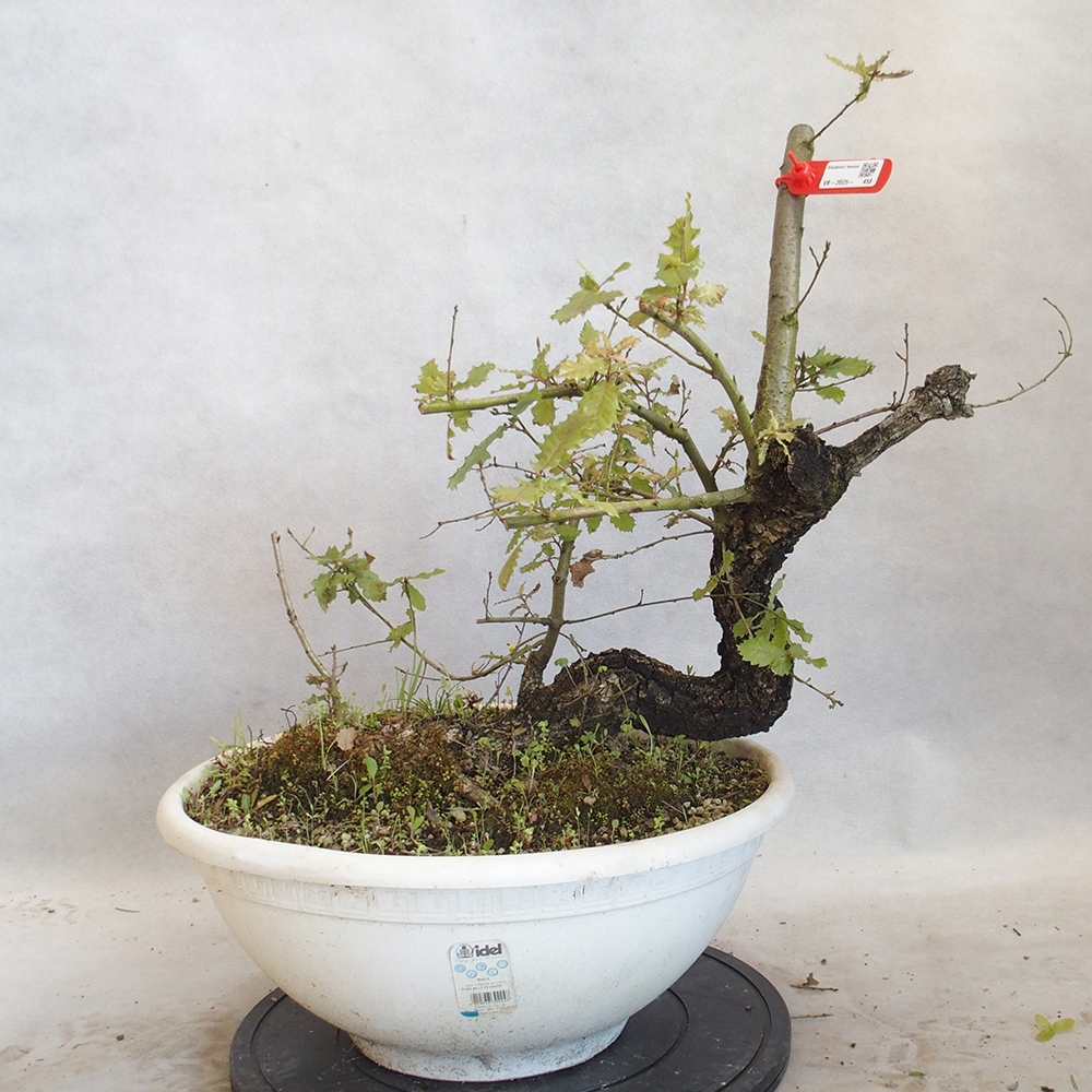 Freilandbonsai Quercus Cerris - Eiche Cer