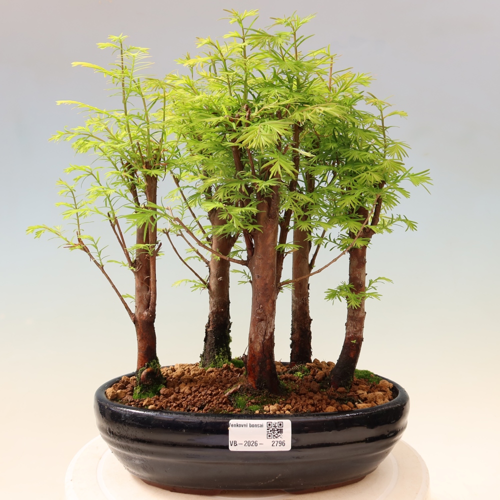 Bonsai für den Außenbereich – Metasequoia glyptostroboides – Chinesische Metasequoia – Wäldchen