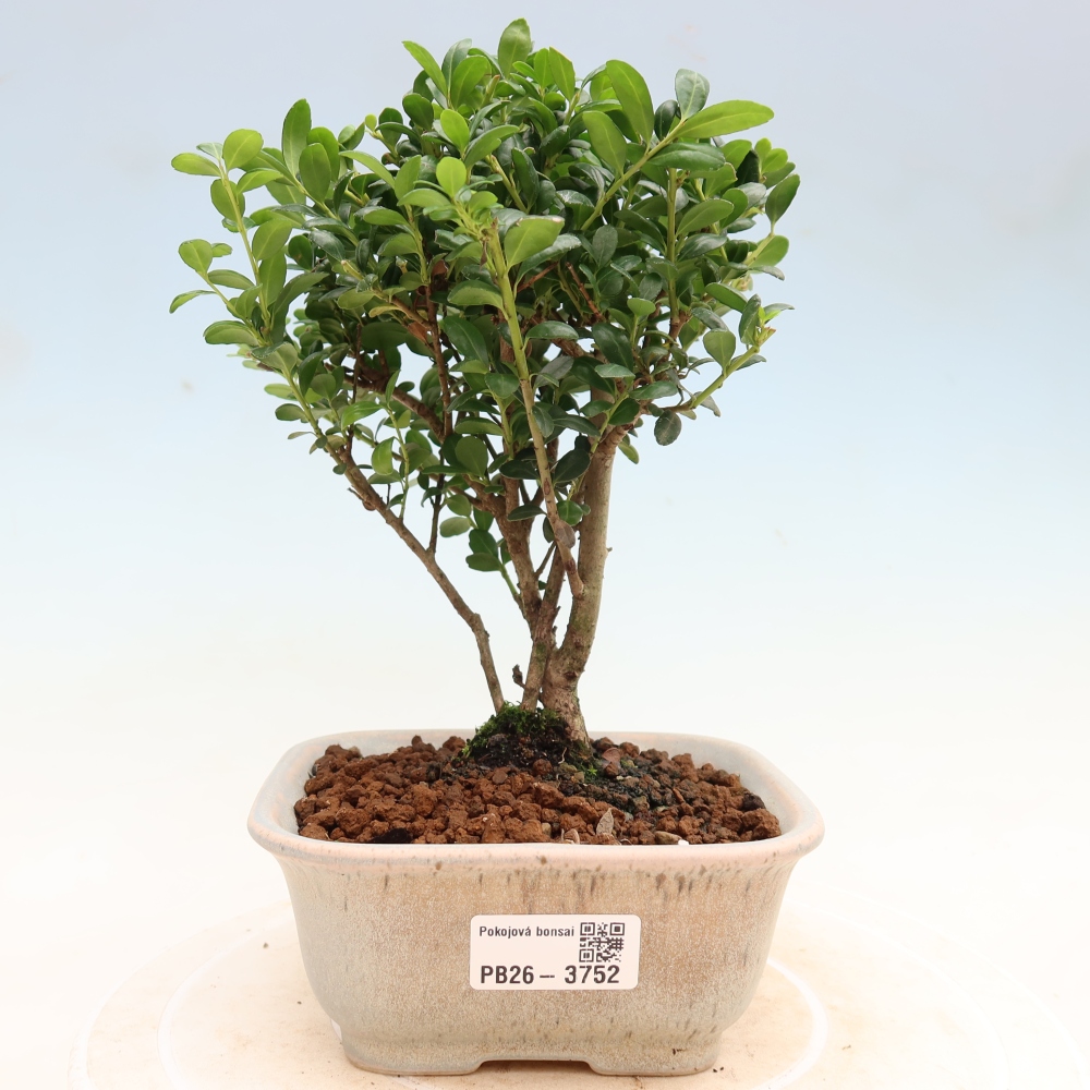 Zimmer Bonsai - Ilex crenata - Stechpalme