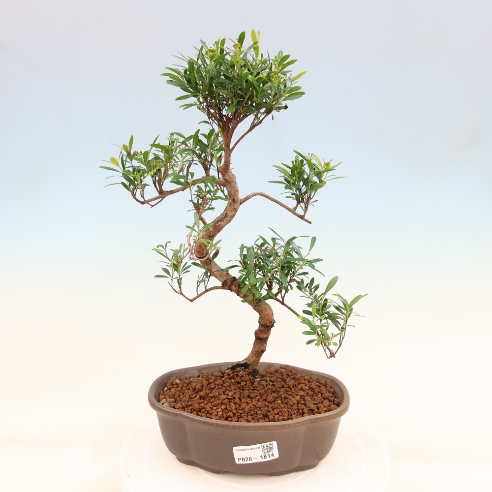 Zimmer Bonsai - Syzygium - Piment
